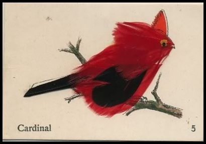 5 Cardinal